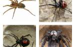 Воздействие укуса ядовитых пауков на человека