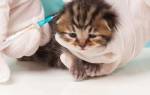 Прививки котятам правила и сроки вакцинации