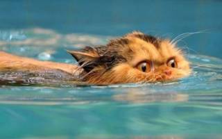 Умеют ли коты плавать