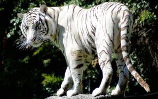 Белые тигры описание породы