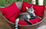 Делаем диван для кошки своими руками