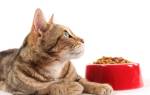 Что важно знать при выборе корма для кошек?