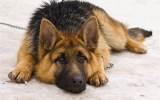 Эндометриоз у собак: основные сведения, причины, терапия