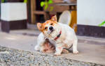 Зудневая чесотка у собак: симптомы и лечение