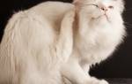 Микроспория у кошек: признаки, симптомы и лечение
