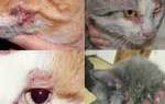 Мокнущий дерматит у кошек: признаки, лечение, профилактика