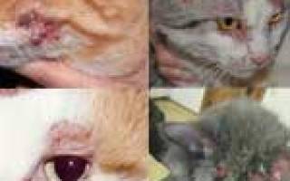 Мокнущий дерматит у кошек: признаки, лечение, профилактика