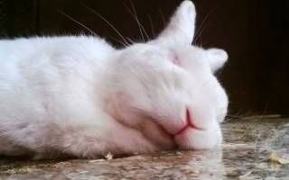 Сколько и как спят кролики