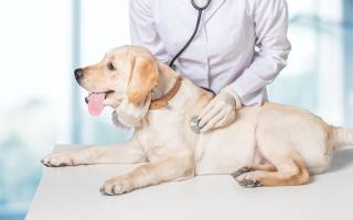 Сердечная недостаточность у собак: симптомы и лечение