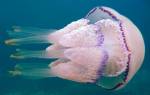 Медузы не дают отдыхающим в Крыму купаться