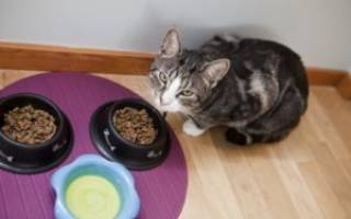 Чем можно кормить котенка: советы ветеринара