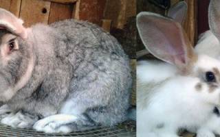 Болезни кроликов: симптомы, лечение, фото