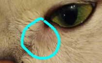 На что указывает опухоль под глазом у кота
