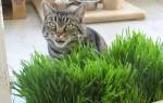 Трава для кошек полезная в вредная