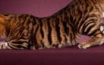 Порода кошек похожая на леопарда