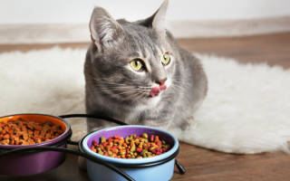 Подбор питания для котят какой корм лучше
