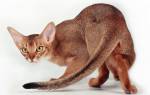 Абиссинская кошка размеры