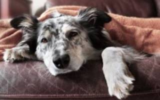 Малокровие у собак: симптомы, причины и лечение