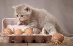 Чем категорически нельзя кормить кошек