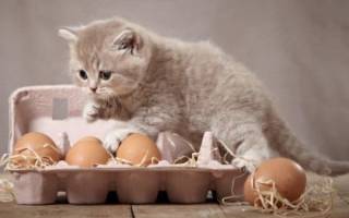 Чем категорически нельзя кормить кошек