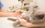 Длительность беременности у кошек