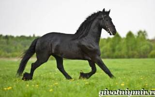 Фризская лошадь: описание, фото
