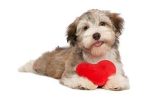 Сердечный приступ у собаки: симптомы и уход за больным животным