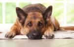 Промежностная грыжа у собаки: причины, осложнения, терапия
