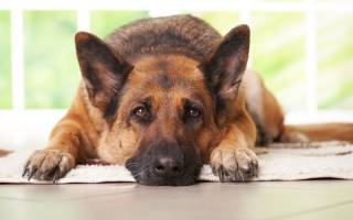 Промежностная грыжа у собаки: причины, осложнения, терапия