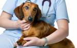 Отек Квинке у собак: атака на организм из мира аллергенов