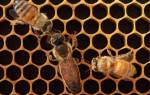 Матка пчелы стадии развития