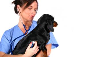 Эндокардиоз митрального клапана у собак: стадии, признаки и лечение