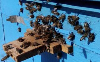 Записки пчеловода подкормка пчел молоком