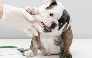 Гингивит у собак — детально о воспалении дёсен
