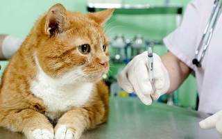 Как сделать инъекцию кошке