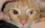 Болезни глаз у кошек обзор