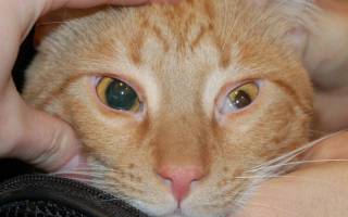 Болезни глаз у кошек обзор
