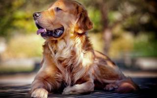 Холестаз у собак: причины, симптомы, лечение