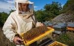 Пчеловодство как бизнес рентабельность