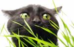 Почему кошки едят траву? — МирКошек.Рф