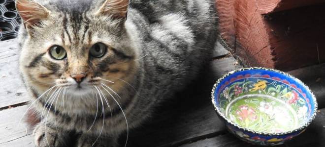 Кот стал много есть