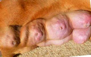 Лактостаз у собак: причины, диагностика, лечение