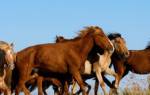 Казахские лошади: описание породы (фото)