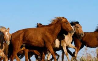 Казахские лошади: описание породы (фото)