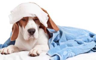 Лимфаденит — воспаление лимфатических узлов у собак