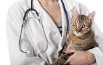 Кровь в кале у кота и кошки: причины и лечение