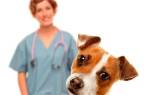 Как понять, что у собаки болит живот: признаки, симптомы