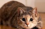 Психология и особенности поведения кошек