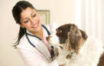 Воспаление лимфоузлов у собаки: формы, причины и лечение