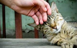 Почему кошки мурчат: интересные факты и предположения